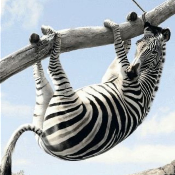Scarlet (EHLERS-DANLOS &GRAVES.) I AM ZEBRA STRONG - Picture 6 of 7